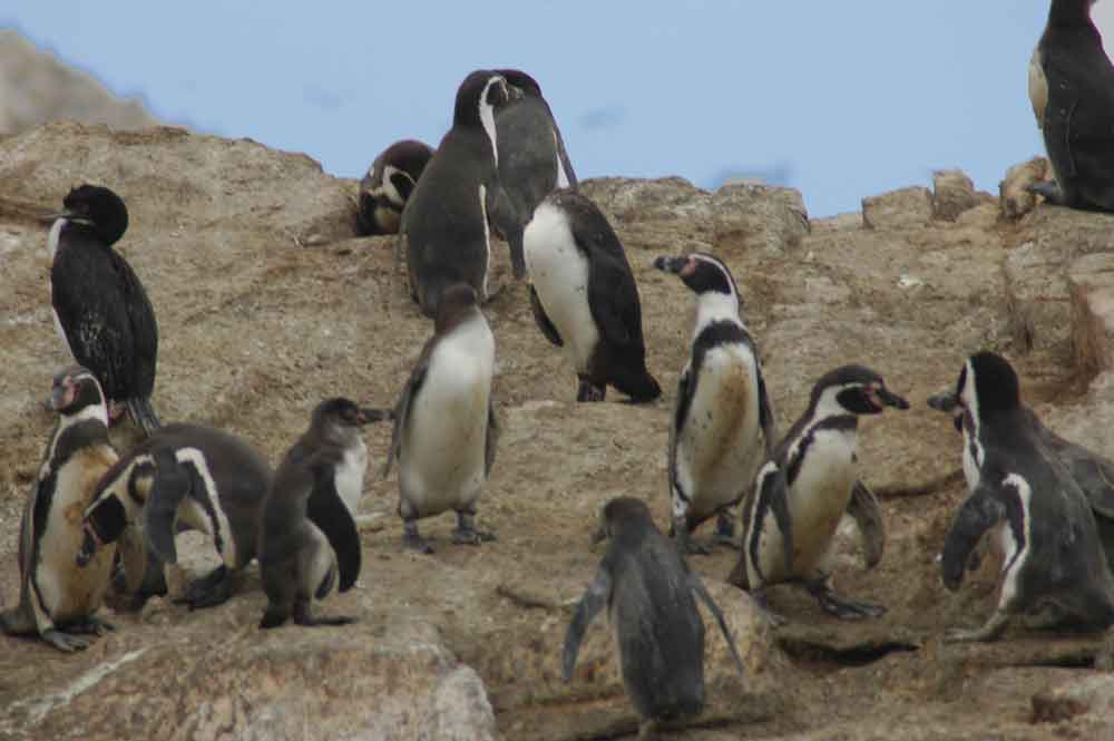 Pingüino de Humbolt - islas Ballestas - Perú 4.jpg